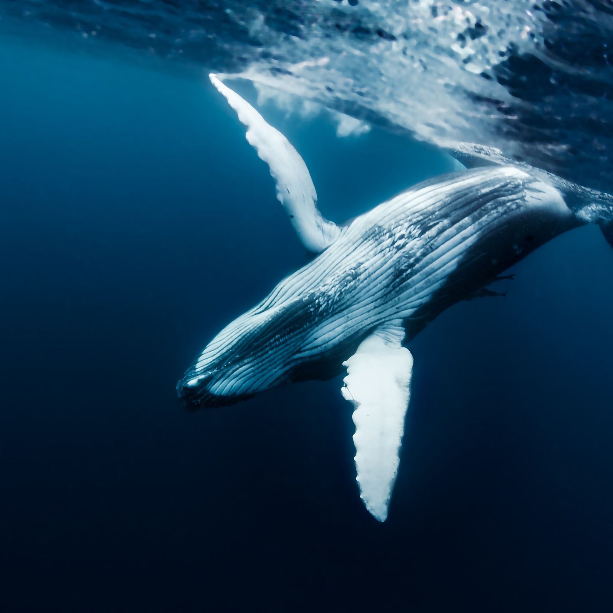 DeepSeek ranked the top 5 fragrances!