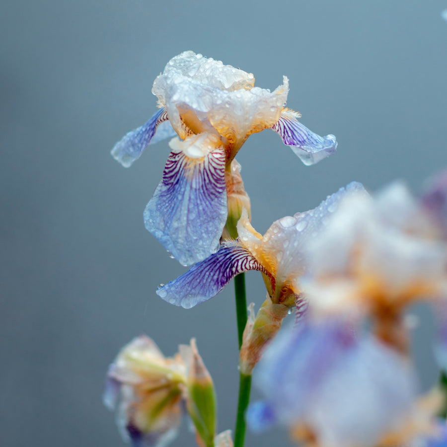 The best perfumes with the scent of iris
