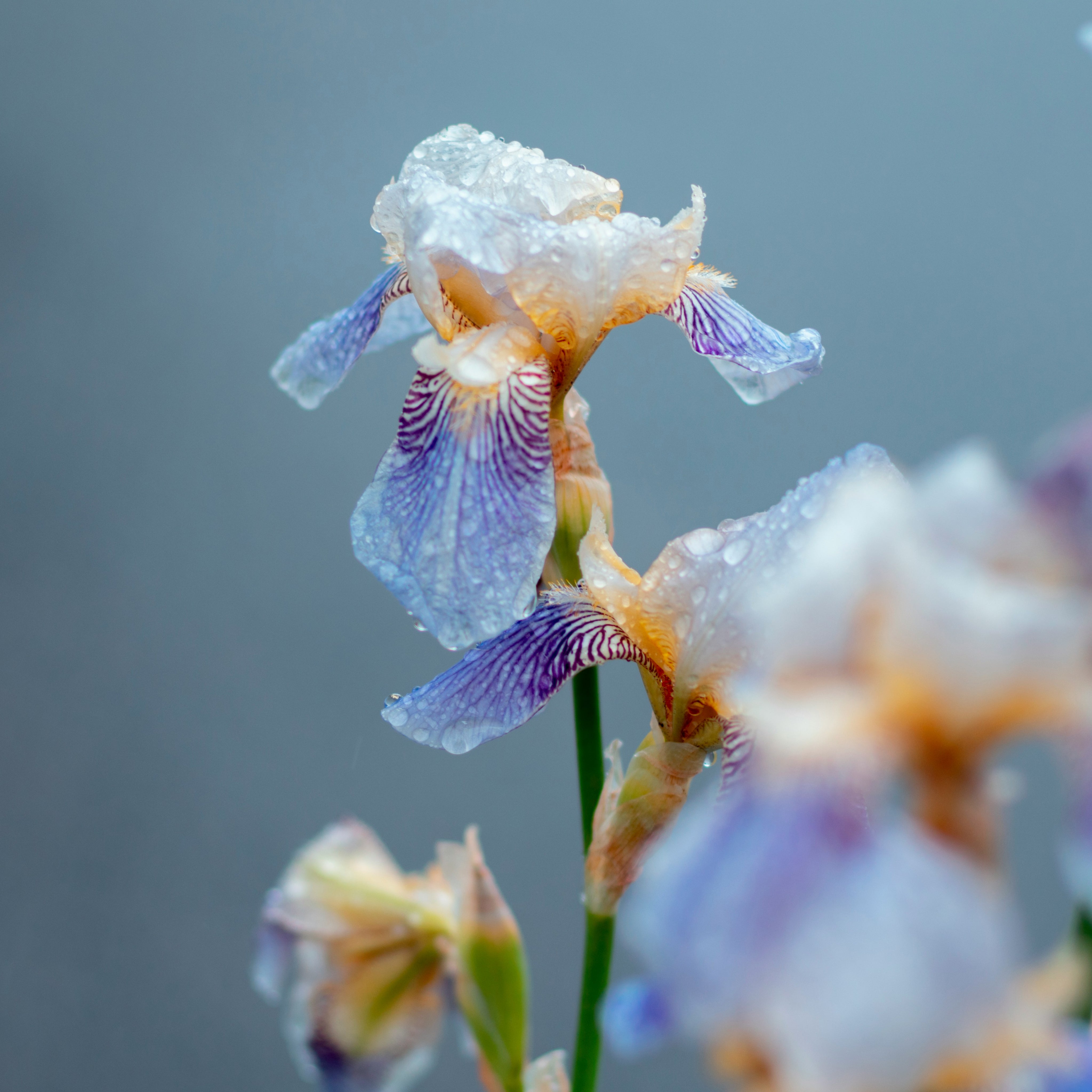 The best perfumes with the scent of iris