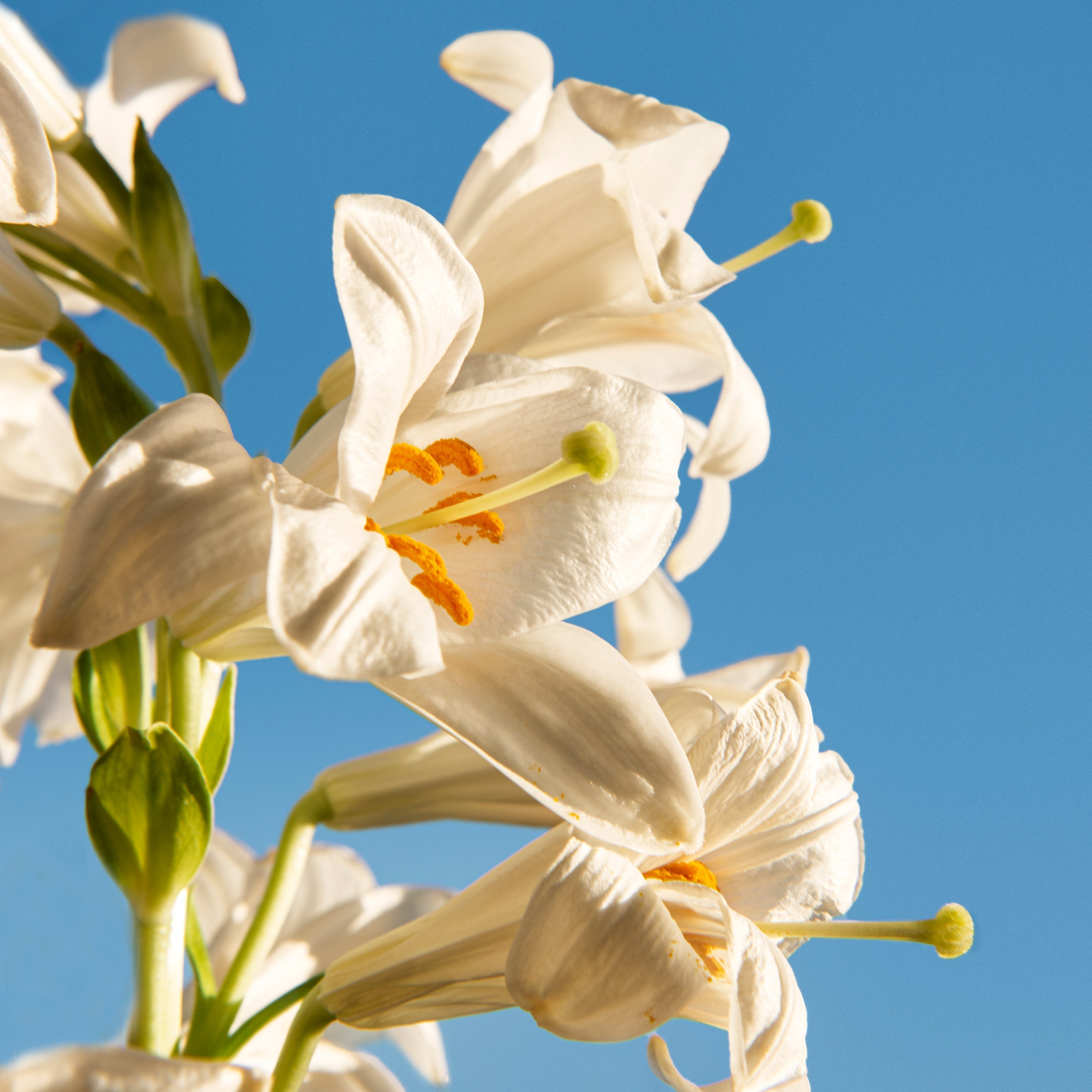 Long awaited Aldebaran niche fragrance review 2025 Quentin Bisch perfumer