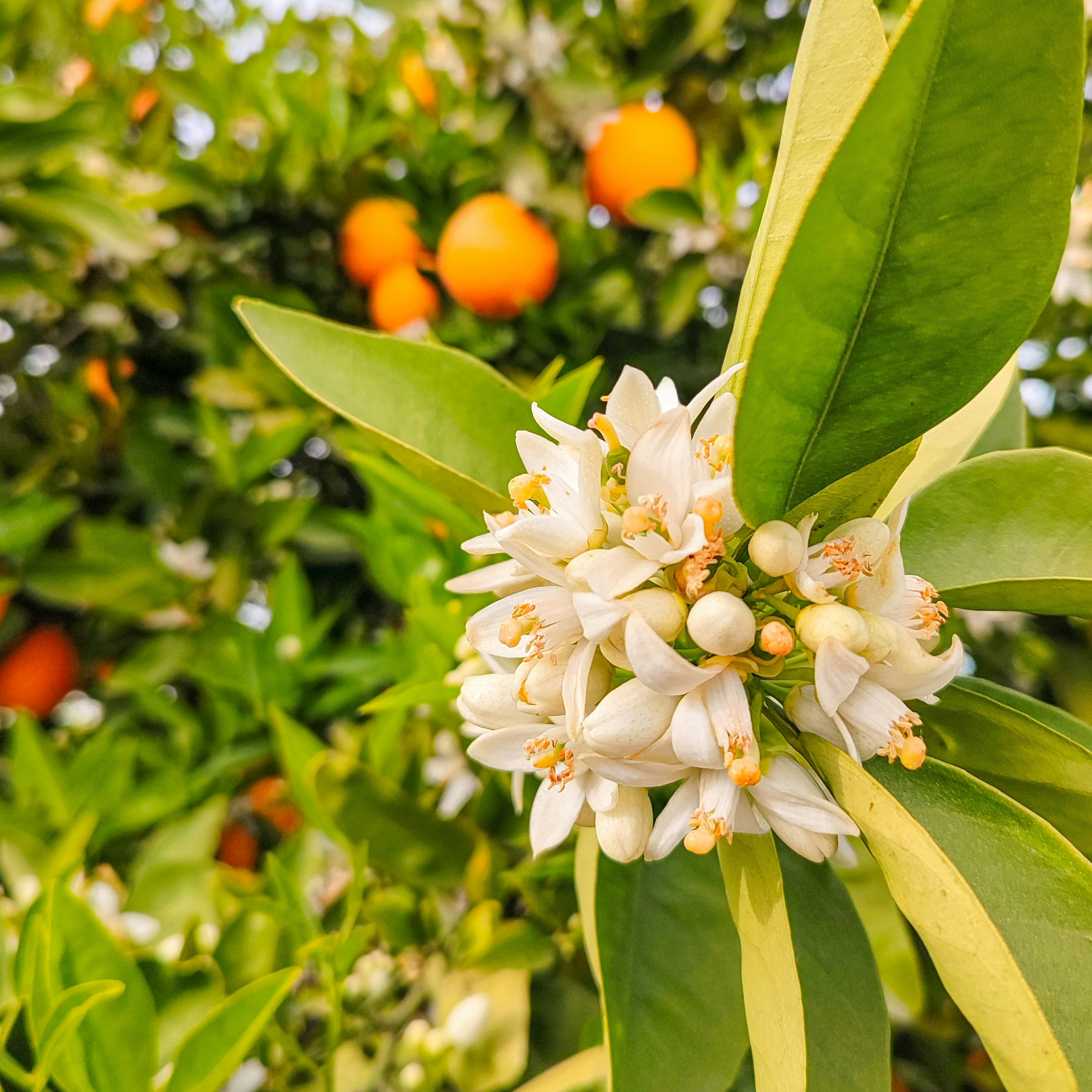 Perfumes with Orange blossom
