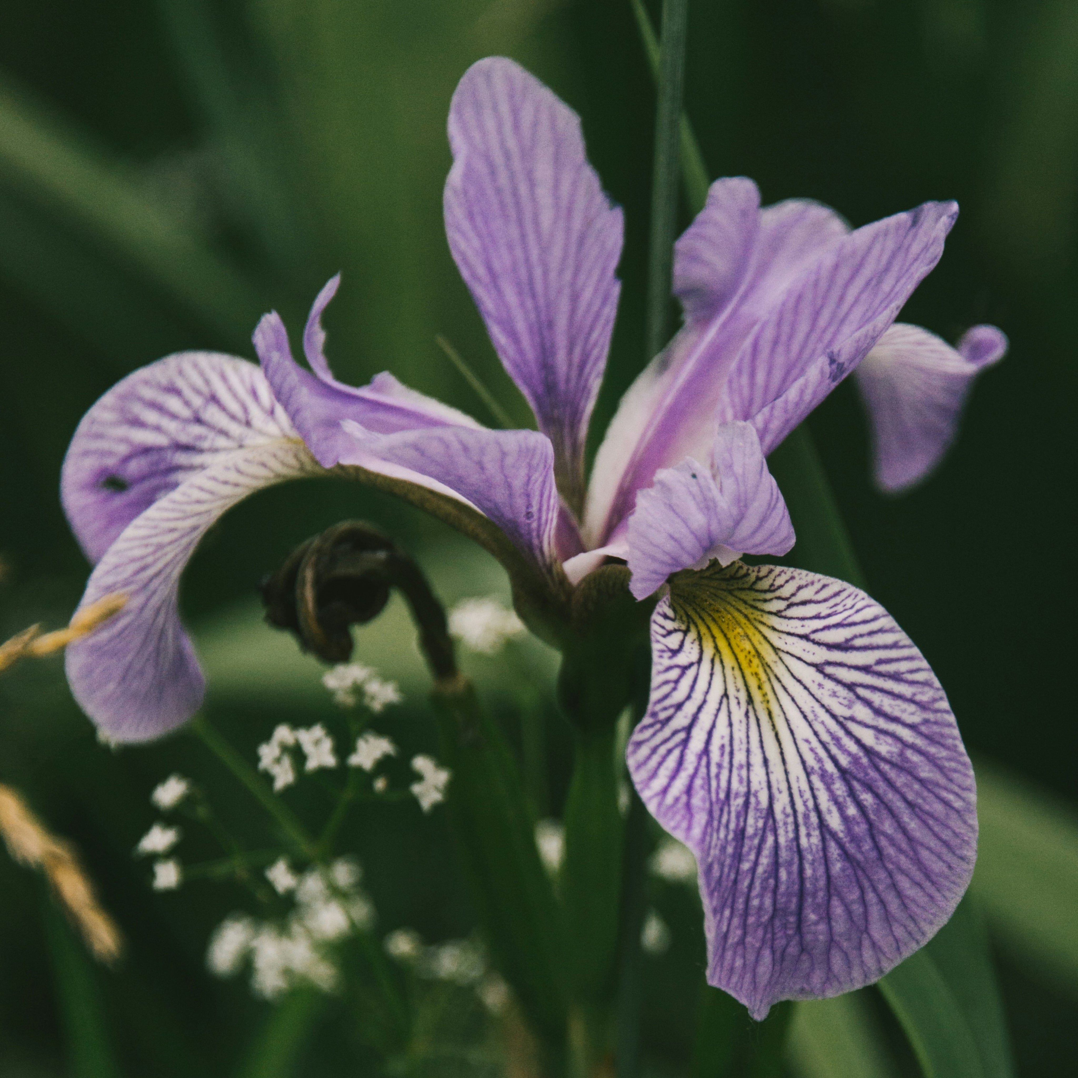 Top Iris Perfume to Try This Season