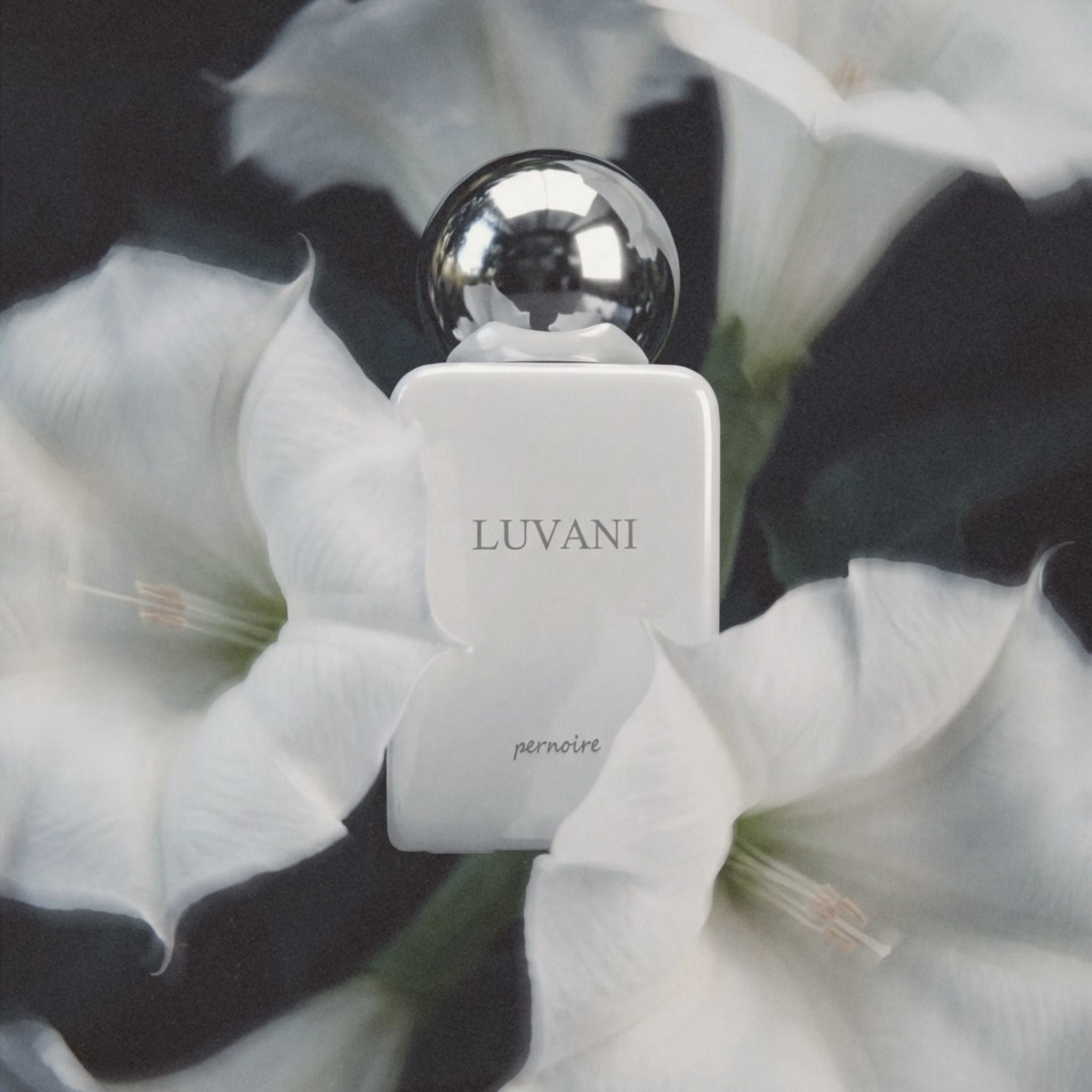 Luvani New Pernoire